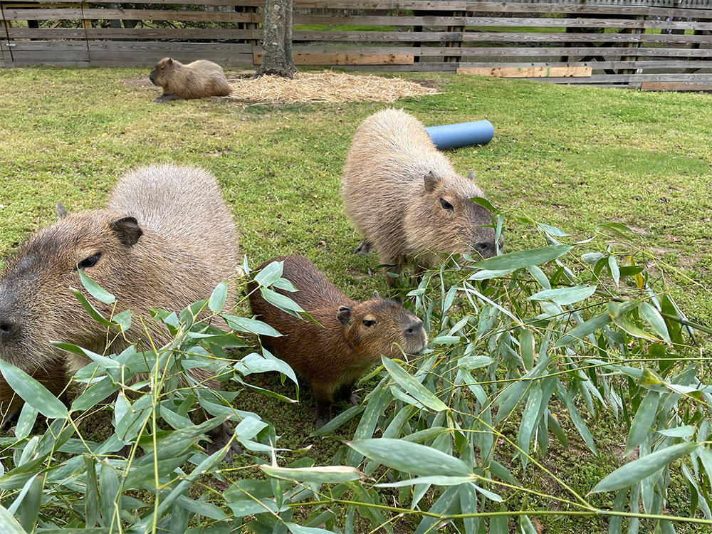 Capybaras eating bamboo at the Cape May County Zoo